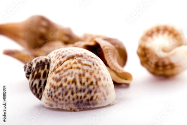 Obraz Sea shell isolated on white