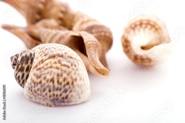 Obraz Sea shell isolated on white