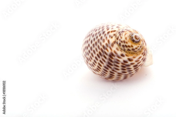 Obraz Sea shell isolated on white