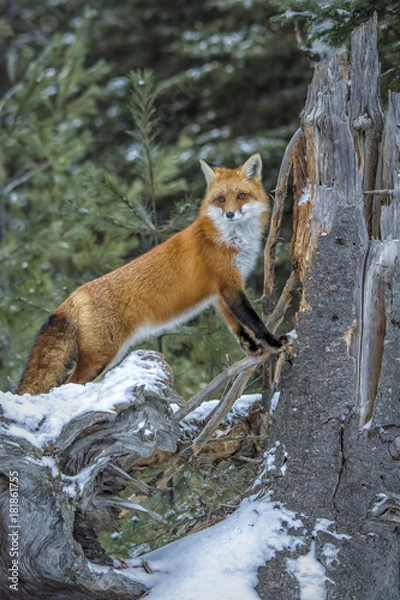 Obraz Red Fox Stumped