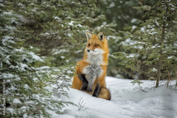 Obraz Red Fox in Winter