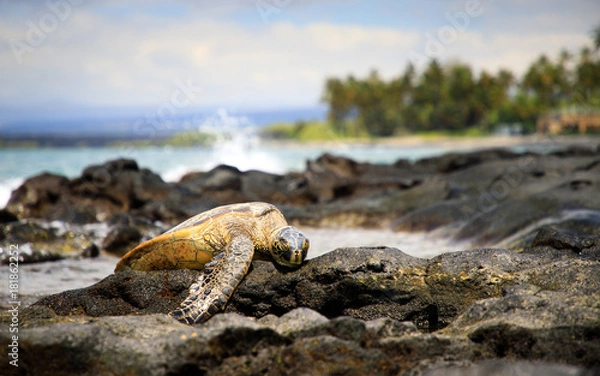 Obraz Resting On The Beach