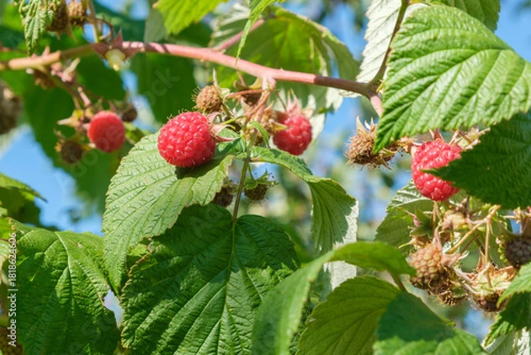 Obraz Close-up of ripe and unripe raspberries on the bush under the sunlight, selective focus. Organic gardening and horticulture in summer