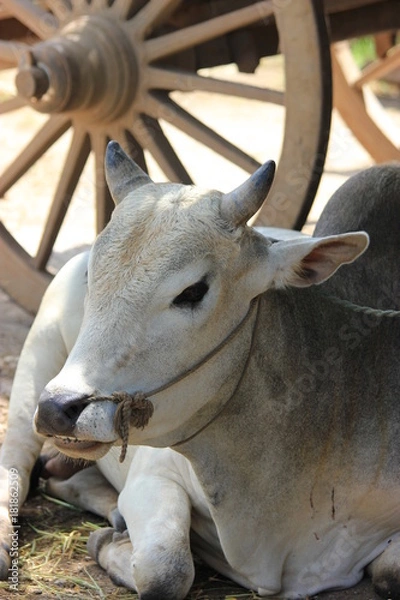 Fototapeta Ox and Cart Wheel