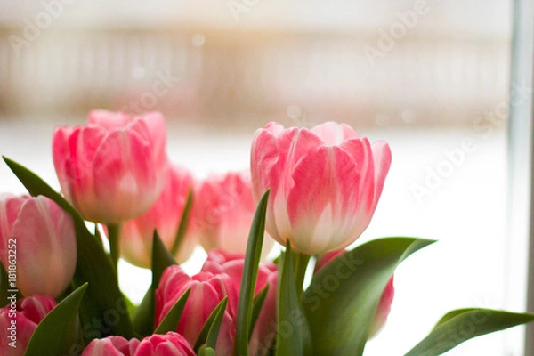 Obraz Tulips in Snow