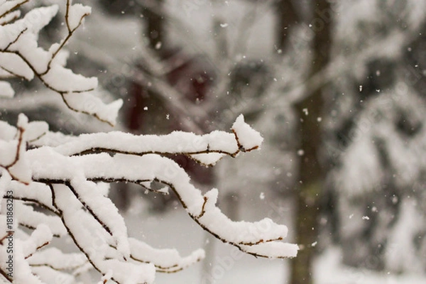 Fototapeta Snow Falling