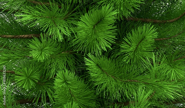 Fototapeta Close up view of green pine branches with shallow depth of field
