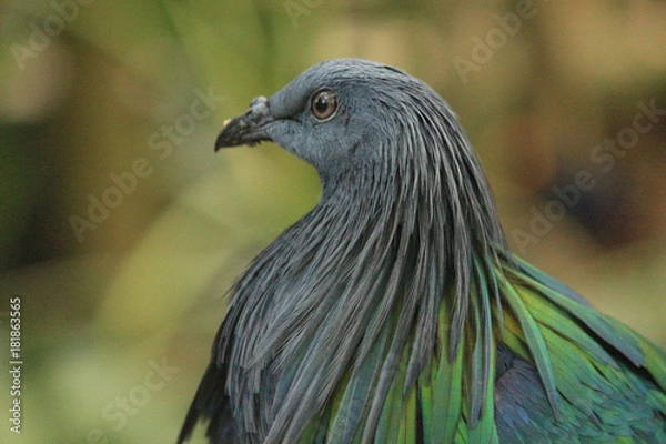 Fototapeta The close up face of a Nicobar Pigeon from the Islands of India 