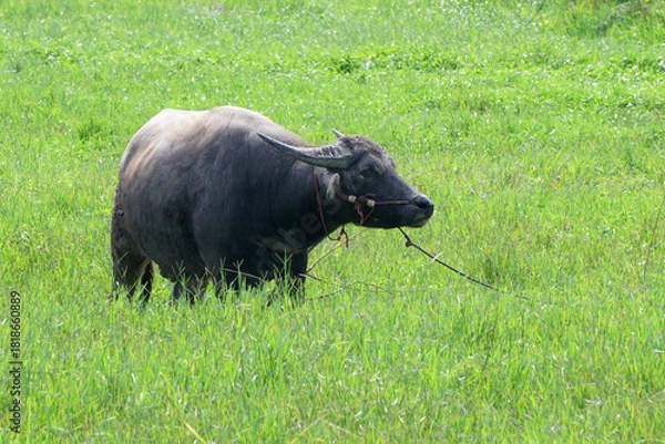 Obraz asian water buffalo or bubalus bubalis