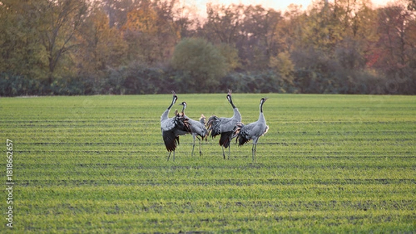 Fototapeta Dancing cranes on a green meadow at sunset in an autumn landscape