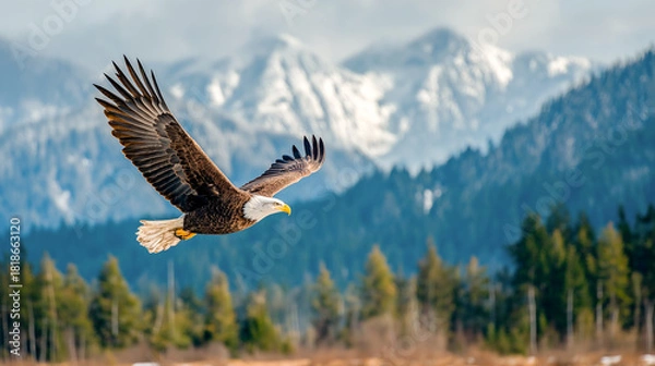 Obraz american bald eagle