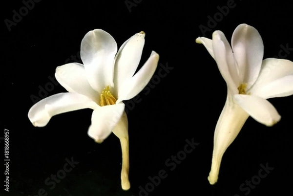 Fototapeta Discover luminous night blooming cereus flowers in full bloom, a captivating botanical display perfect for nature enthusiasts and floral designers