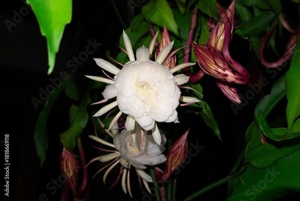 Fototapeta Discover luminous night blooming cereus flowers in full bloom, a captivating botanical display perfect for nature enthusiasts and floral designers
