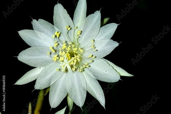 Fototapeta Discover luminous night blooming cereus flowers in full bloom, a captivating botanical display perfect for nature enthusiasts and floral designers