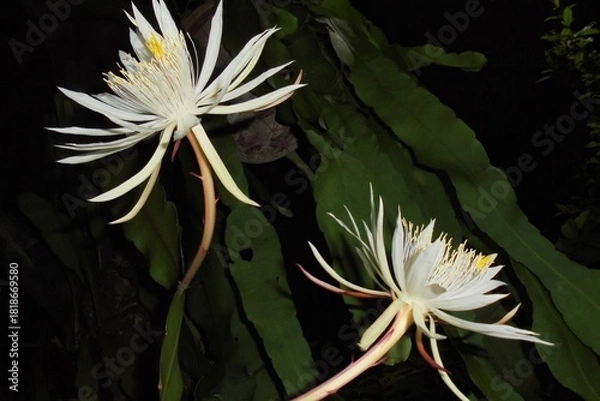Fototapeta Discover luminous night blooming cereus flowers in full bloom, a captivating botanical display perfect for nature enthusiasts and floral designers
