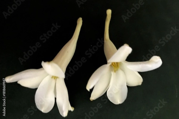 Fototapeta Discover luminous night blooming cereus flowers in full bloom, a captivating botanical display perfect for nature enthusiasts and floral designers