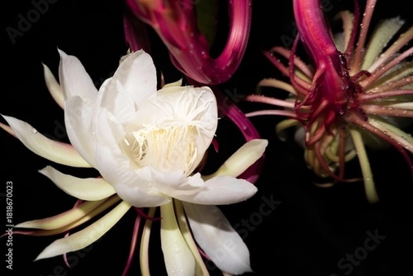Fototapeta Discover luminous night blooming cereus flowers in full bloom, a captivating botanical display perfect for nature enthusiasts and floral designers