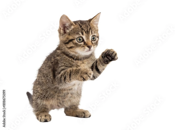 Obraz Adorable tabby kitten standing isolated on two legs PNG, cute pet with paws up ready to play or fight on transparent background