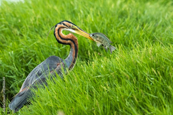 Fototapeta Purple Heron With Fish Catch from Chennai, Tamil Nadu, India
