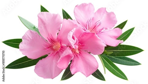 Fototapeta Group of three pink oleander flowers surrounded by slender, green leaves isolated against a white background