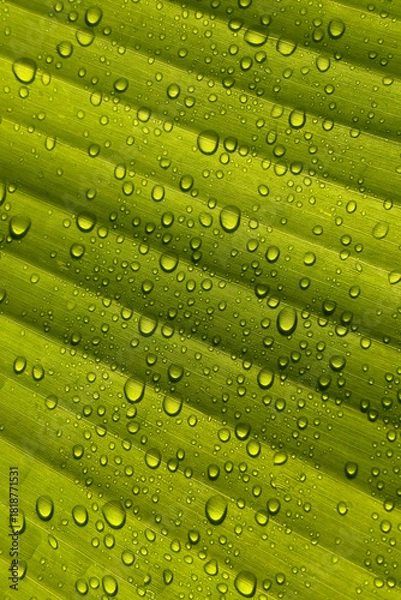 Obraz Close-Up of water droplets on leaf texture