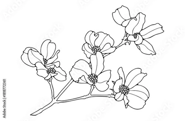 Fototapeta Hand-drawn magnolia branch in elegant line art style. Perfect botanical outline for coloring pages, floral prints, and decorative design projects.