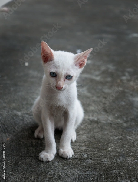 Fototapeta The Blue Eyes White Kitten Sitting