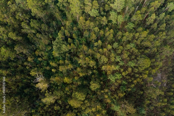 Fototapeta Aerial view from drone on forest with many trees and a few bushes