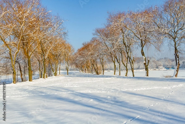 Fototapeta A sunny winter day in the park. Beautiful snow-covered trees in the park. Muchowiec, Katowice, Silesia, Poland