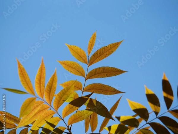 Obraz 秋空背景のランシンボクの黄葉