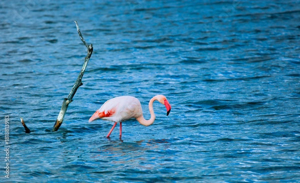 Obraz Flaming Różowy 