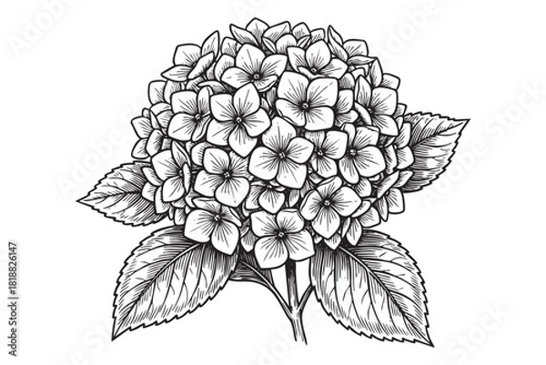 Fototapeta Hydrangea flower engraving vector style