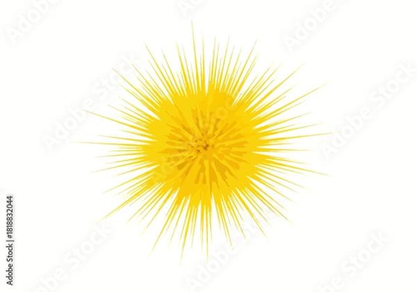 Fototapeta A bright yellow dandelion seed head with many fine filaments radiating outwards, isolated on a