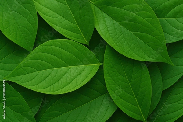 Fototapeta Vibrant overlapping green plant leaves create a lush detailed natural texture background