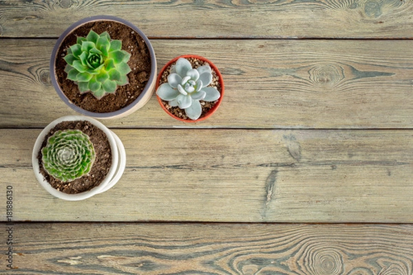 Fototapeta Succulent plants grouped on table
