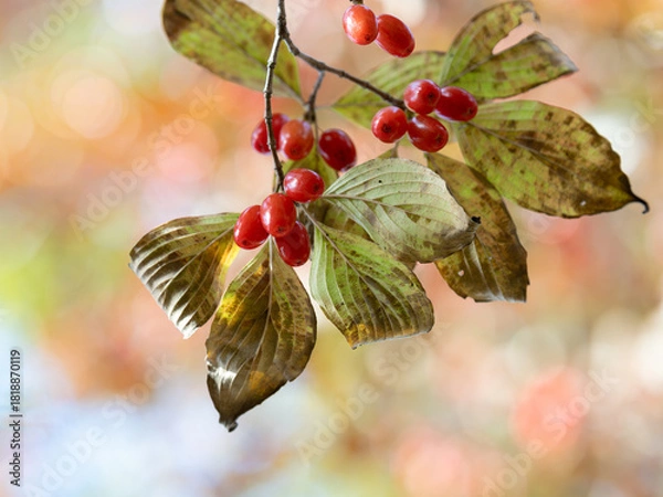 Obraz 晩秋の赤いサンシュユの実