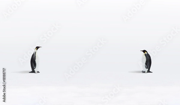 Obraz Emperor Penguins