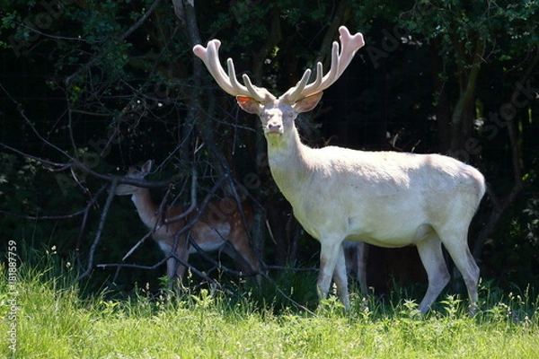 Obraz Albino white deer