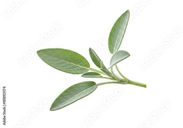 Fototapeta Fresh common sage sprig, textured muted green leaves, tender new growth, isolated on transparent with copy space, soft studio light, concept of natural culinary herb