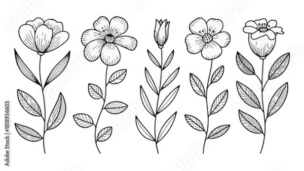 Fototapeta Elegant Botanical Floral Line Art – Thin Outline Leaves and Flower Elements Vector