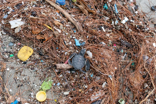 Obraz プラスチックゴミの上を歩くアオウミガメの赤ちゃん