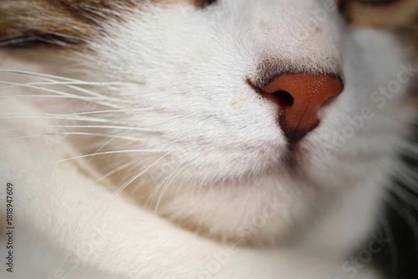 Obraz Extreme Close-Up of Cat's Pink Nose and Whiskers