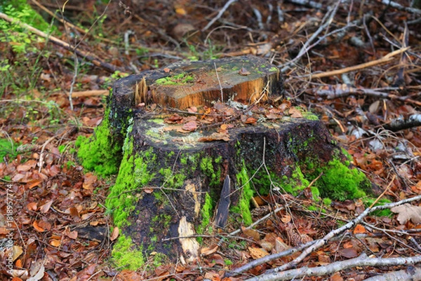 Obraz old wooden stump in forest
