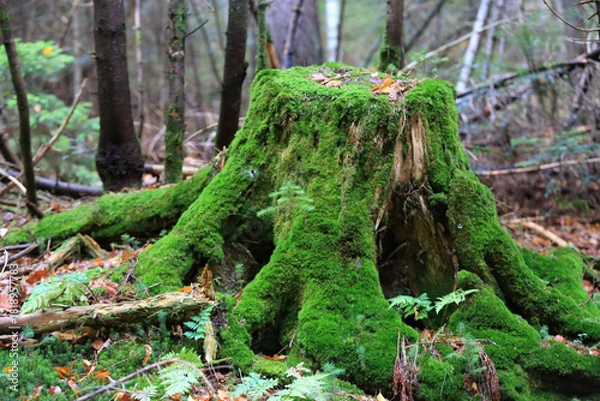 Obraz green woden stump