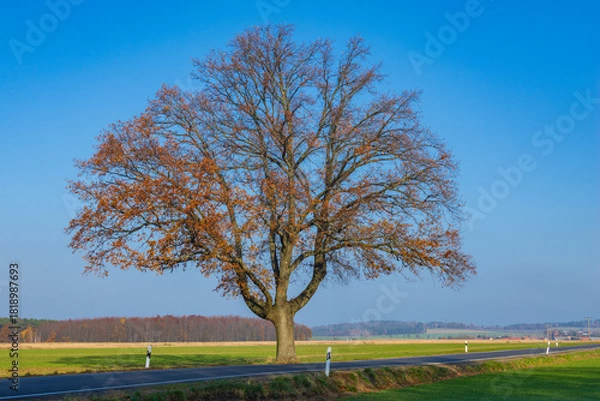 Fototapeta Grosser Baum