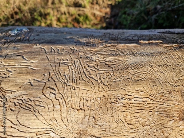 Obraz Schädlinge: Borkenkäfer