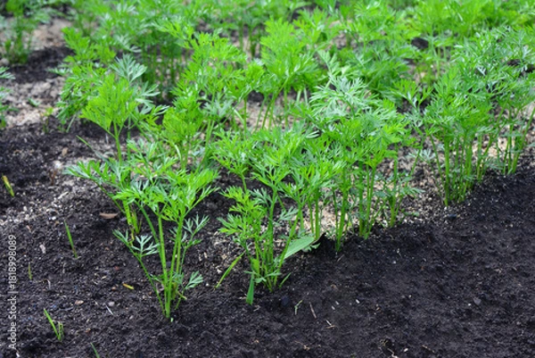 Fototapeta Young Carrot Plants Growing in Rich Soil low angle view