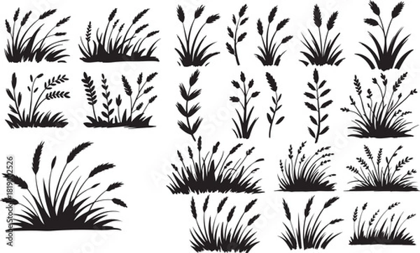 Obraz wild grass silhouette for botanical design and nature 