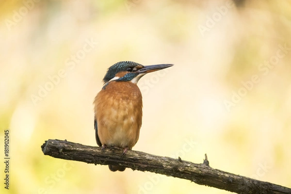 Fototapeta Kingfisher