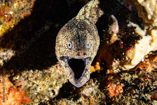 Obraz ウツボのアップ